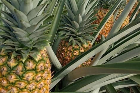 Frische Ananas als Rohstoff