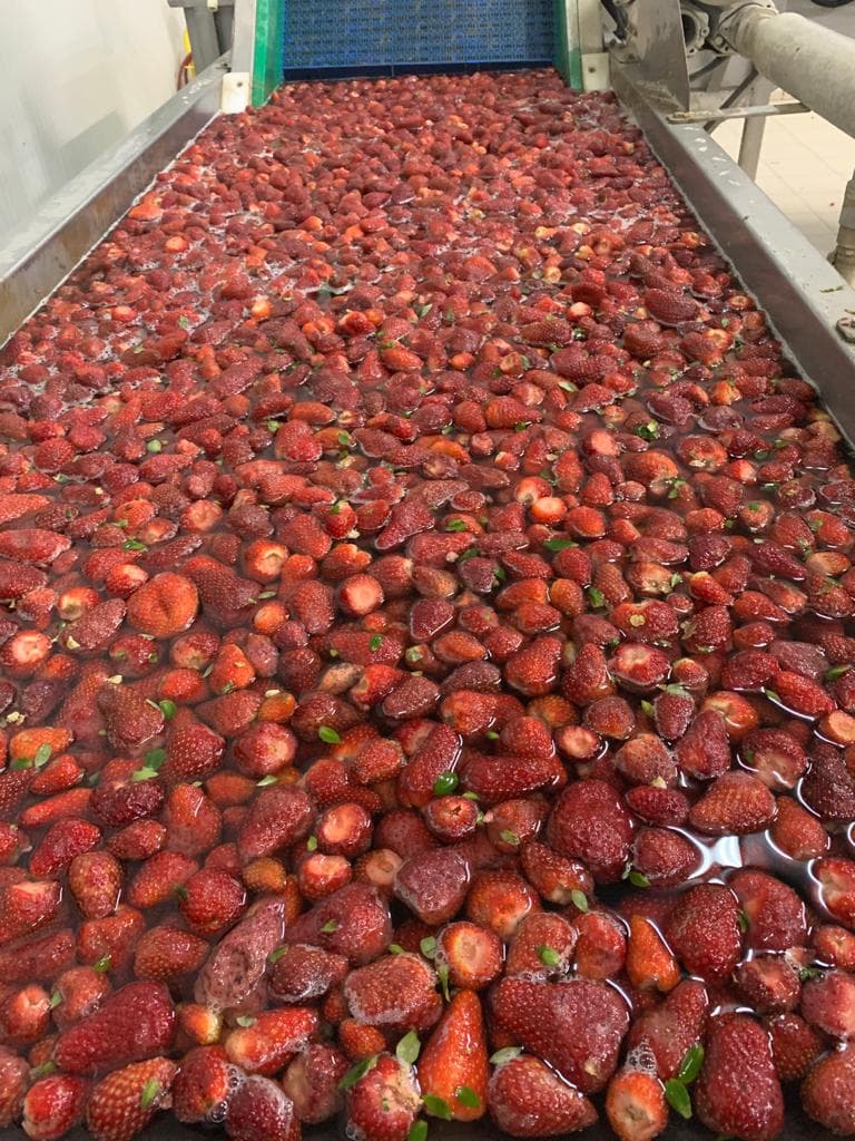 Erdbeeren im Wasserbad zur schonenden Reinigung