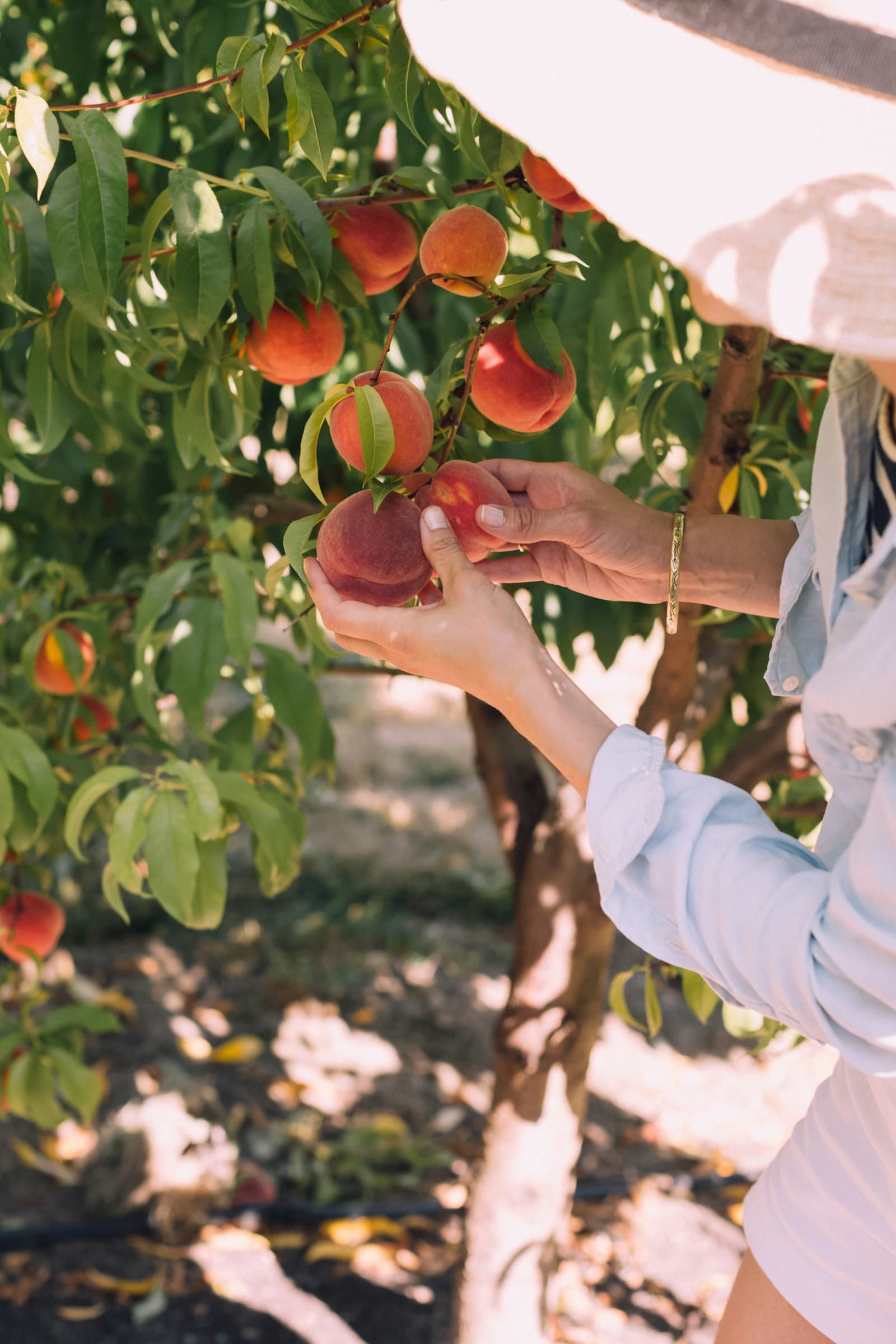 Frische Früchte im Obstgarten